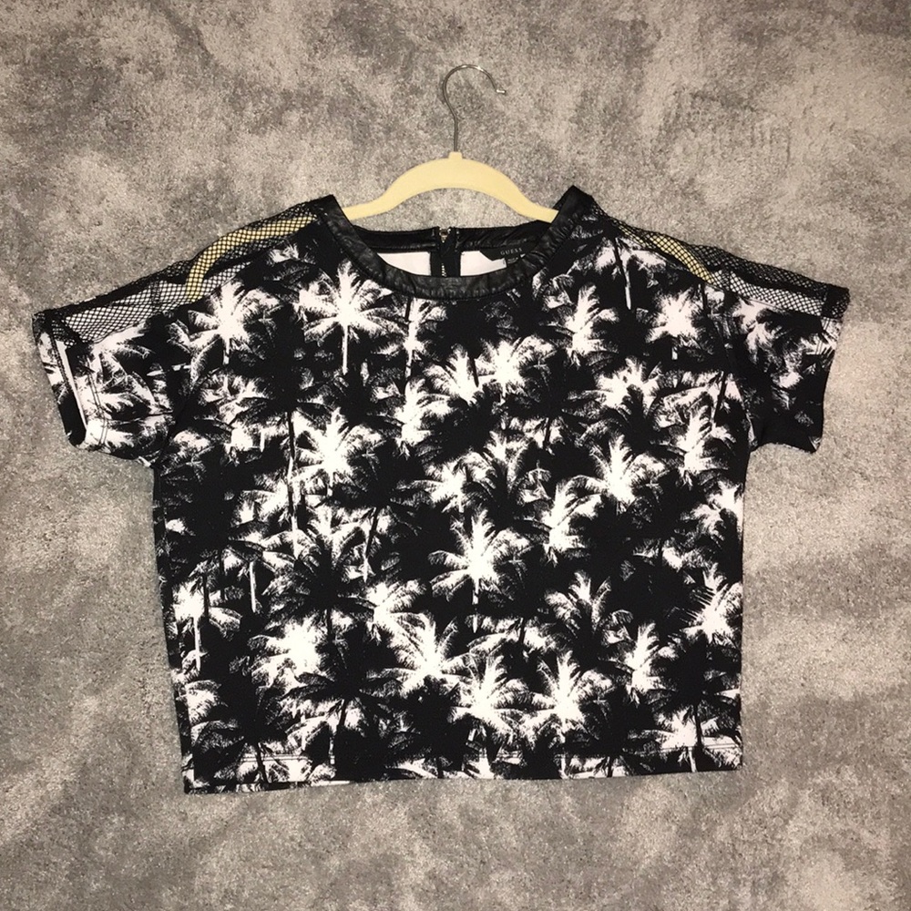 Palm Tree Top